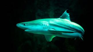shark shark