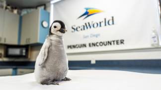 23_SWC_EmperorPenguin-Photo